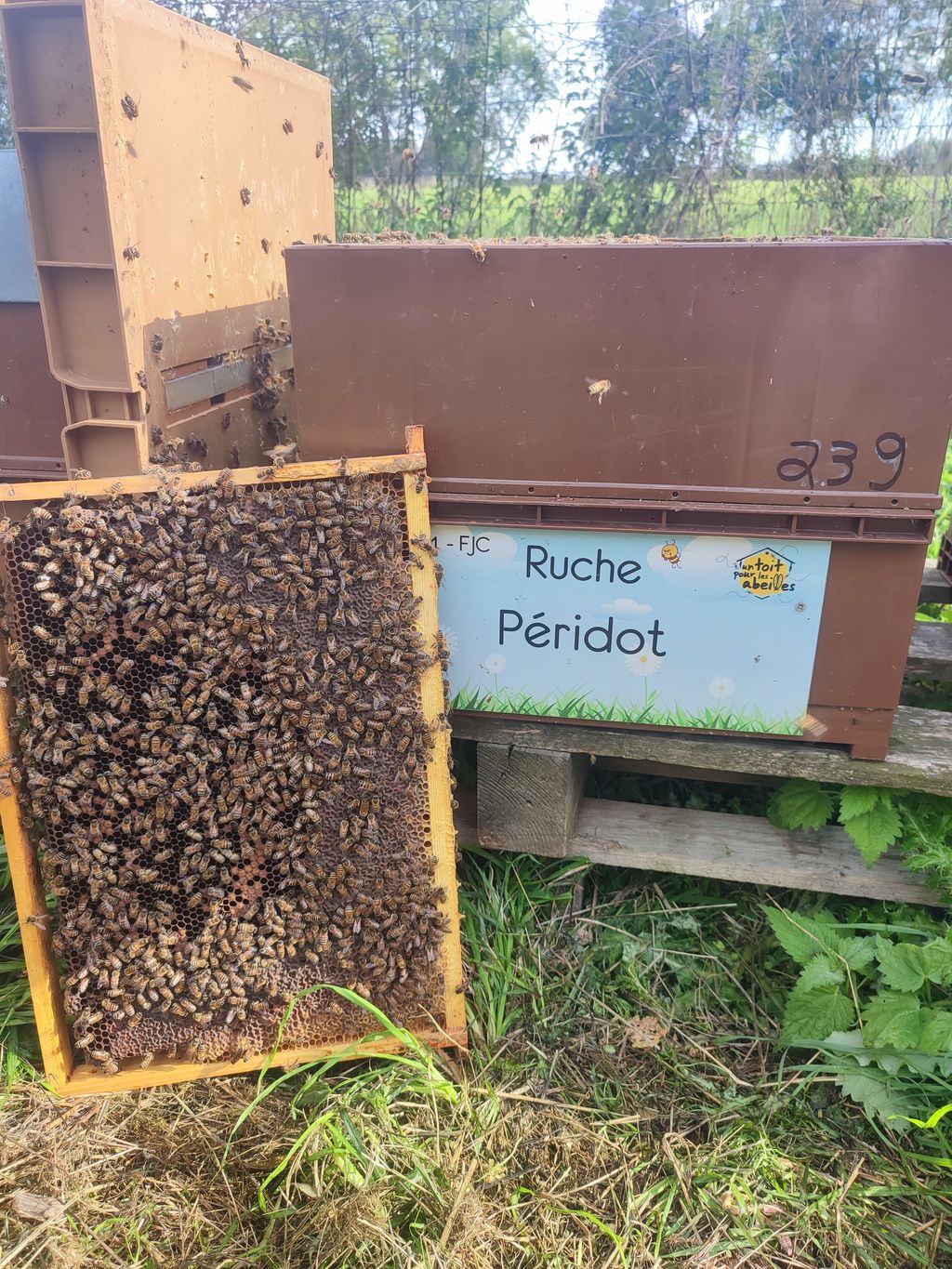 La ruche Péridot