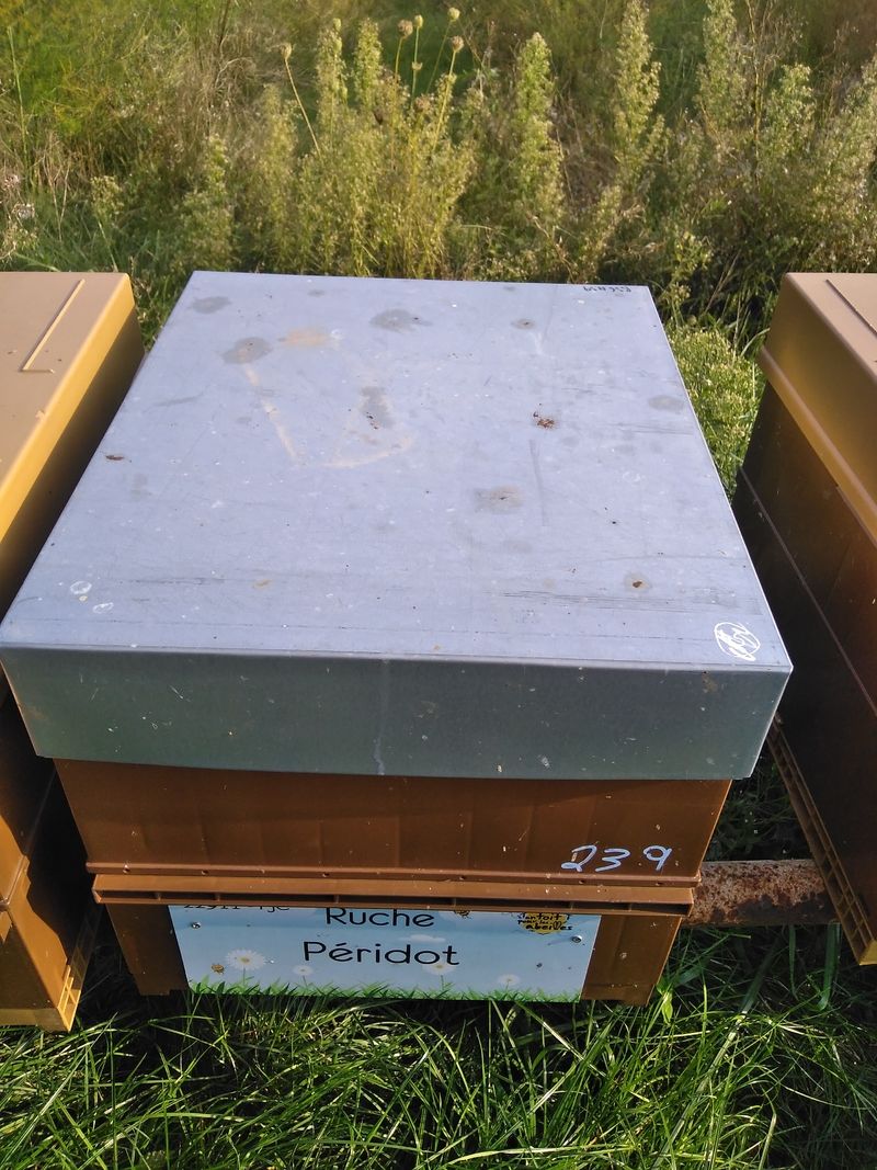 La ruche Péridot