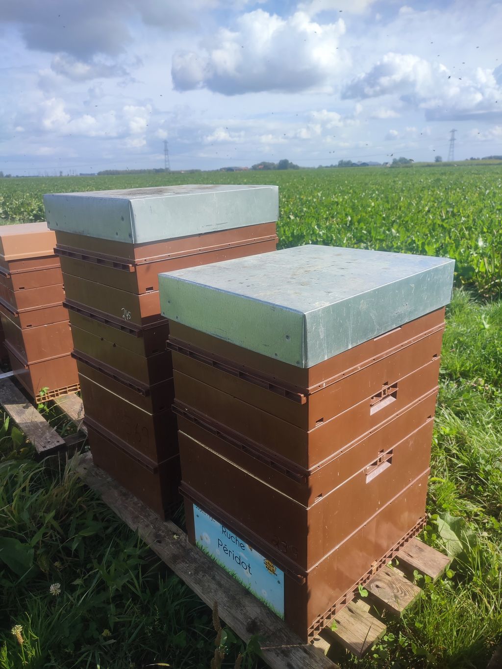 La ruche Péridot