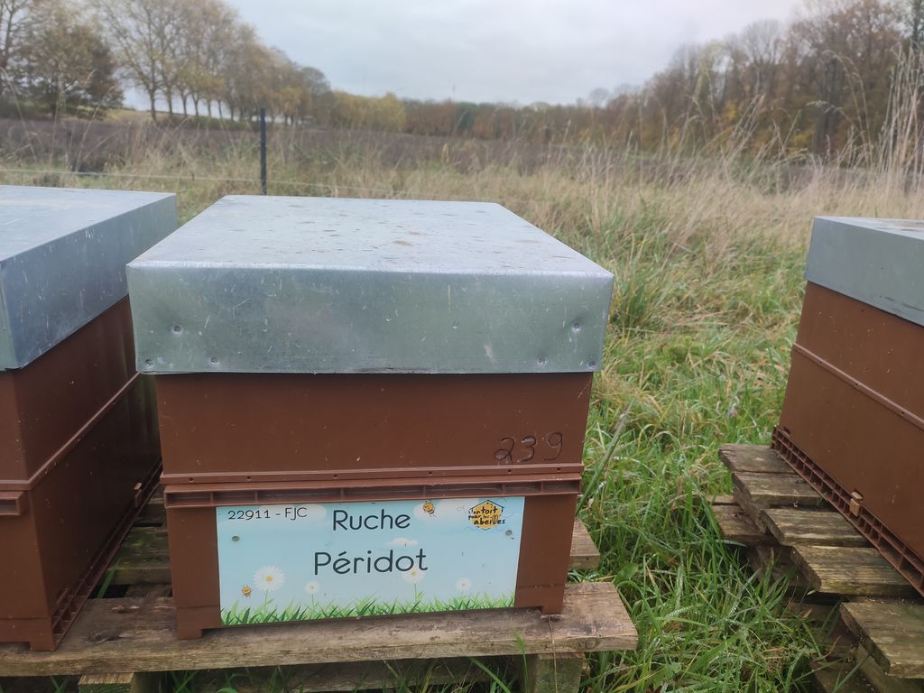 La ruche Péridot