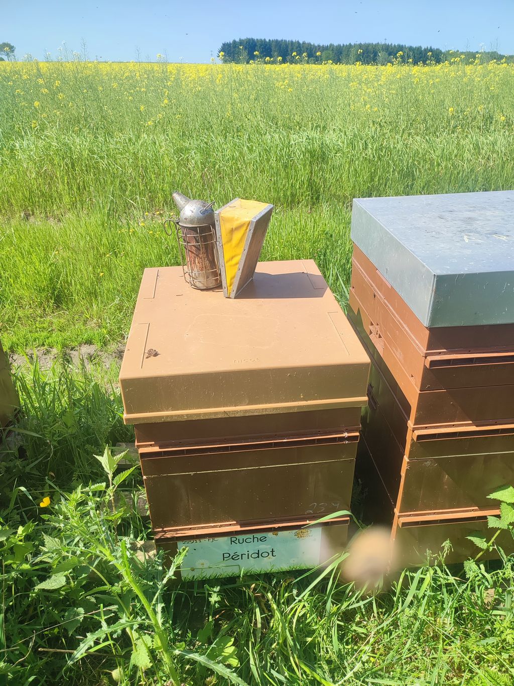 La ruche Péridot
