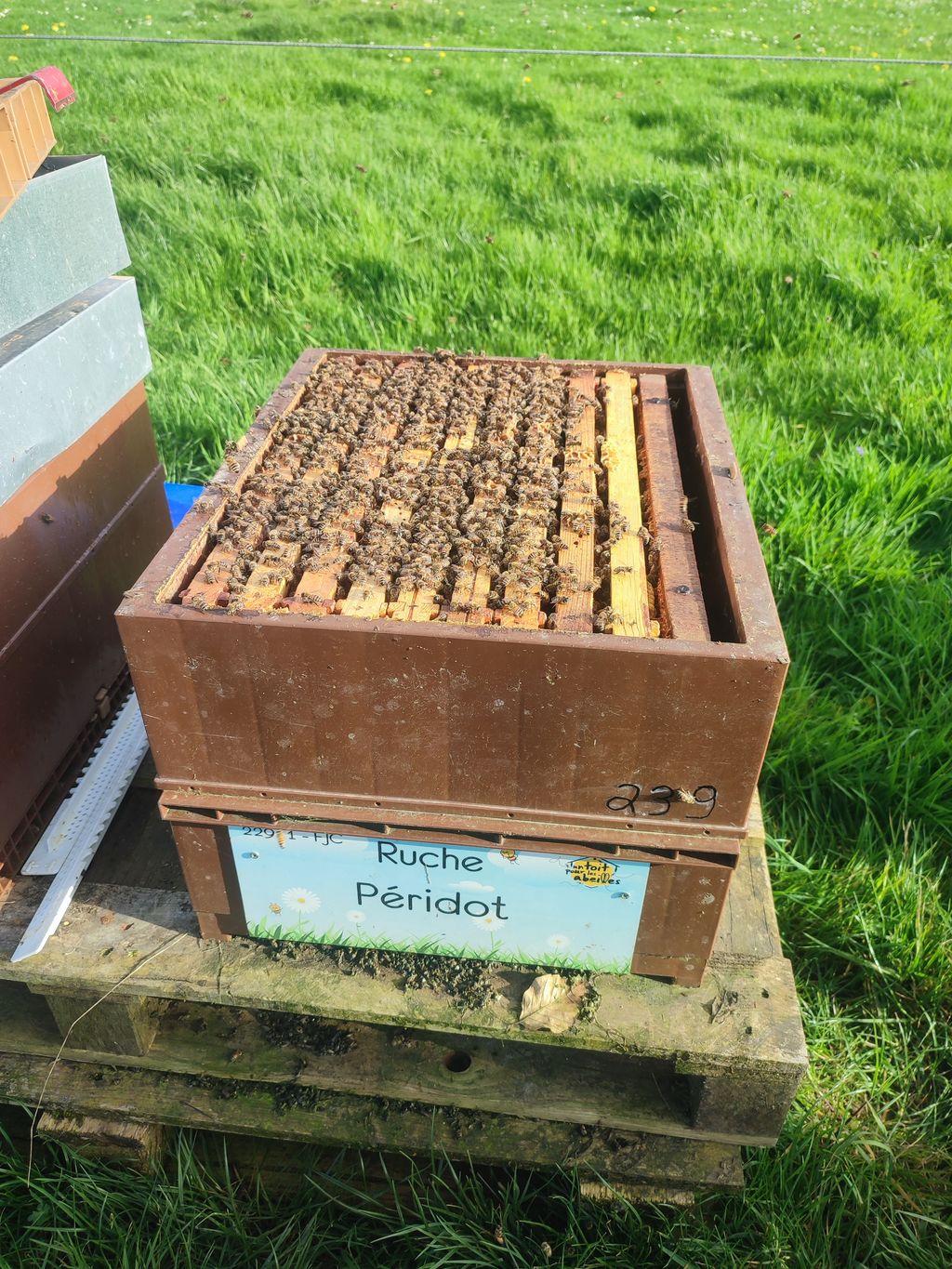 La ruche Péridot