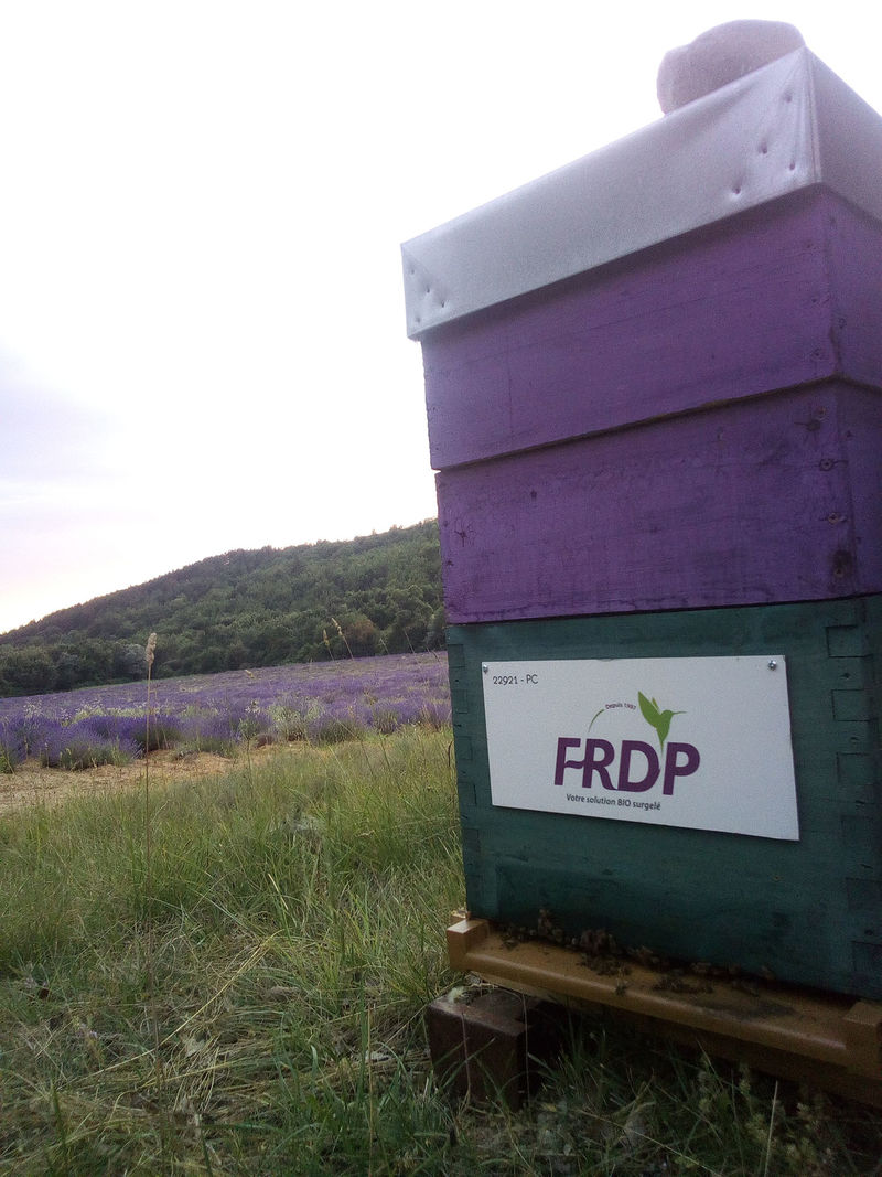 La ruche FRDP 