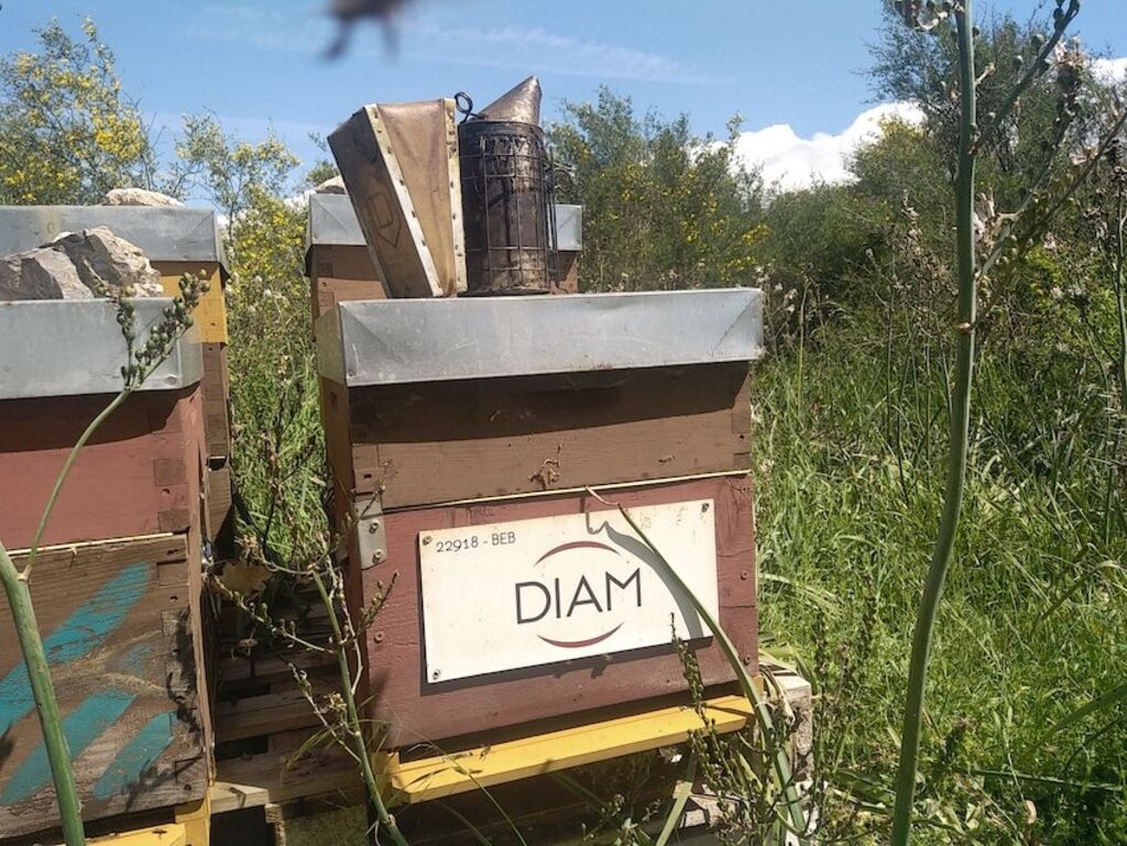 La ruche DIAM BOUCHAGE SAS