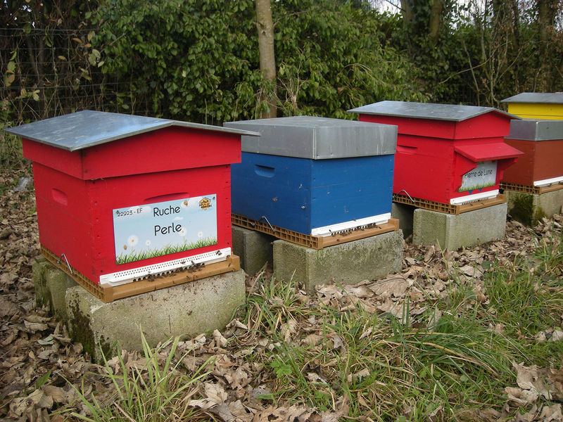 La ruche Perle