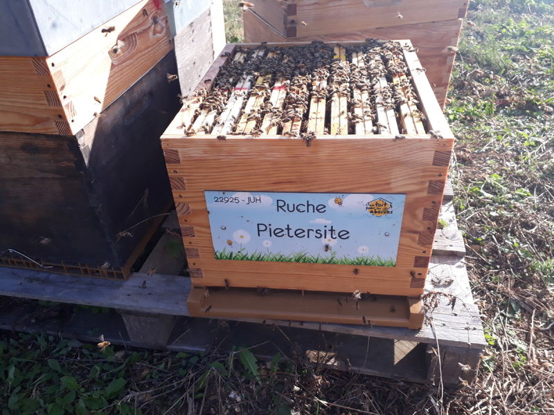La ruche Pietersite