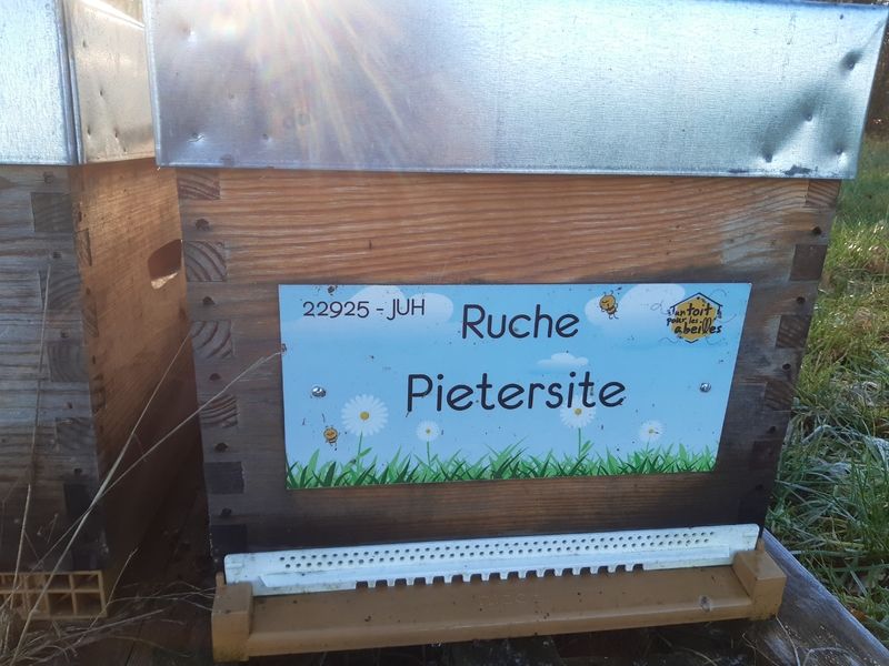La ruche Pietersite