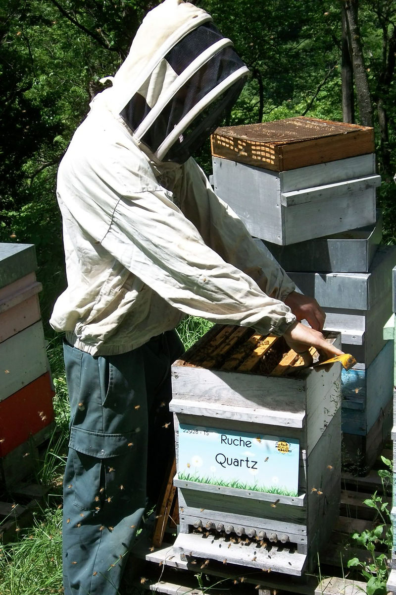 La ruche Quartz