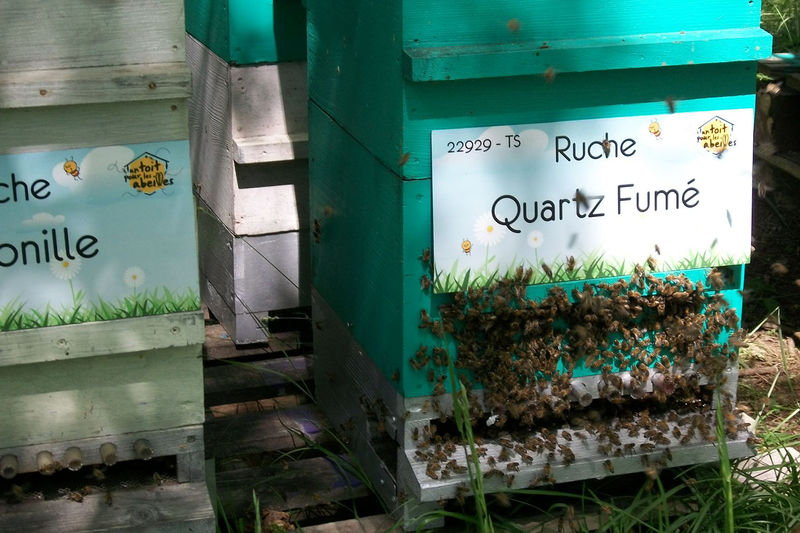 La ruche