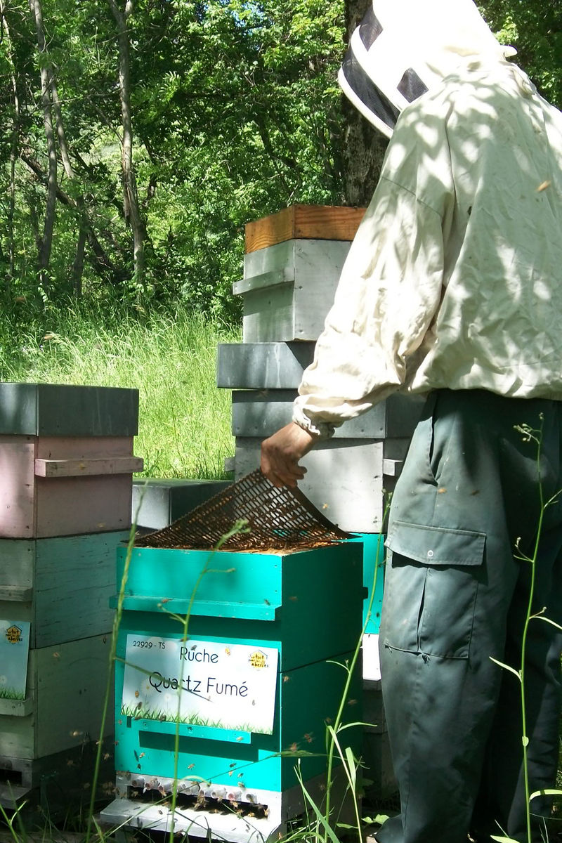 La ruche Quartz Fumé