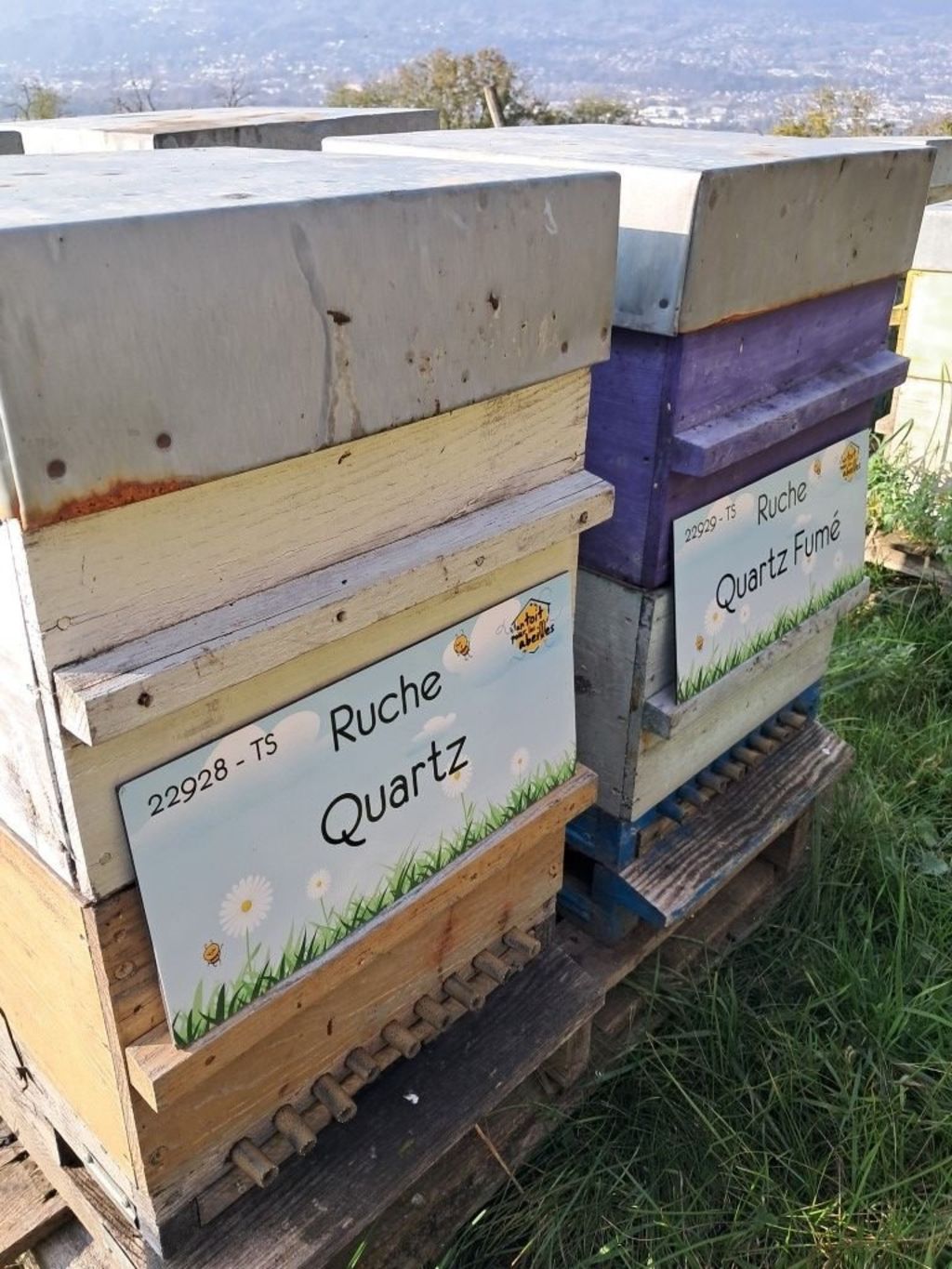 La ruche Quartz Fumé