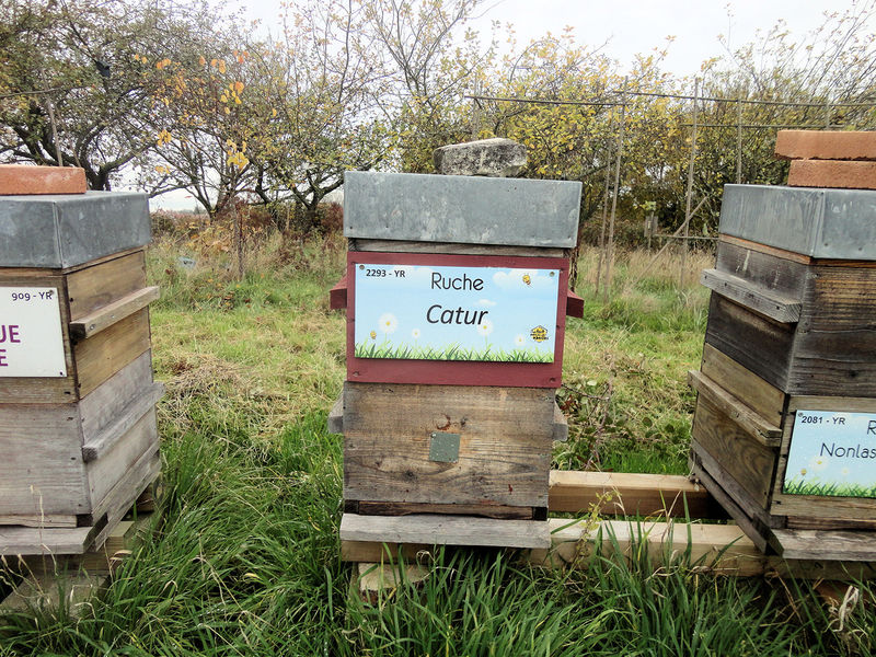 La ruche Catur