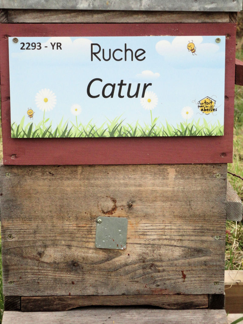 La ruche Catur