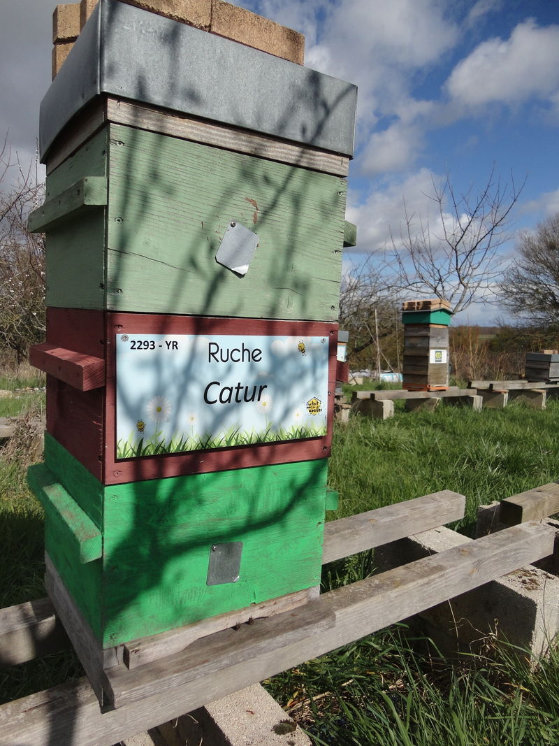 La ruche Catur