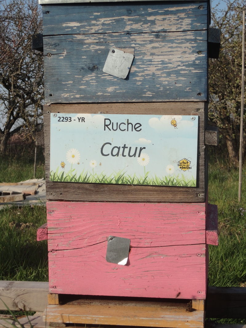 La ruche Catur