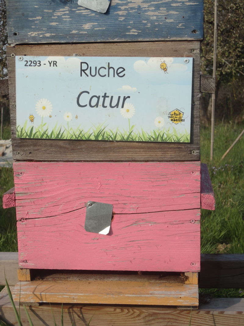 La ruche Catur