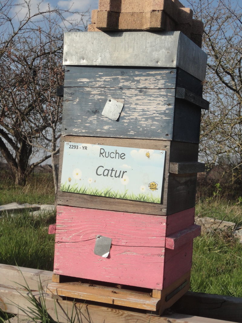 La ruche Catur
