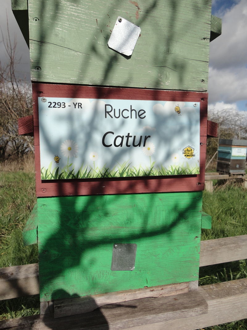 La ruche Catur