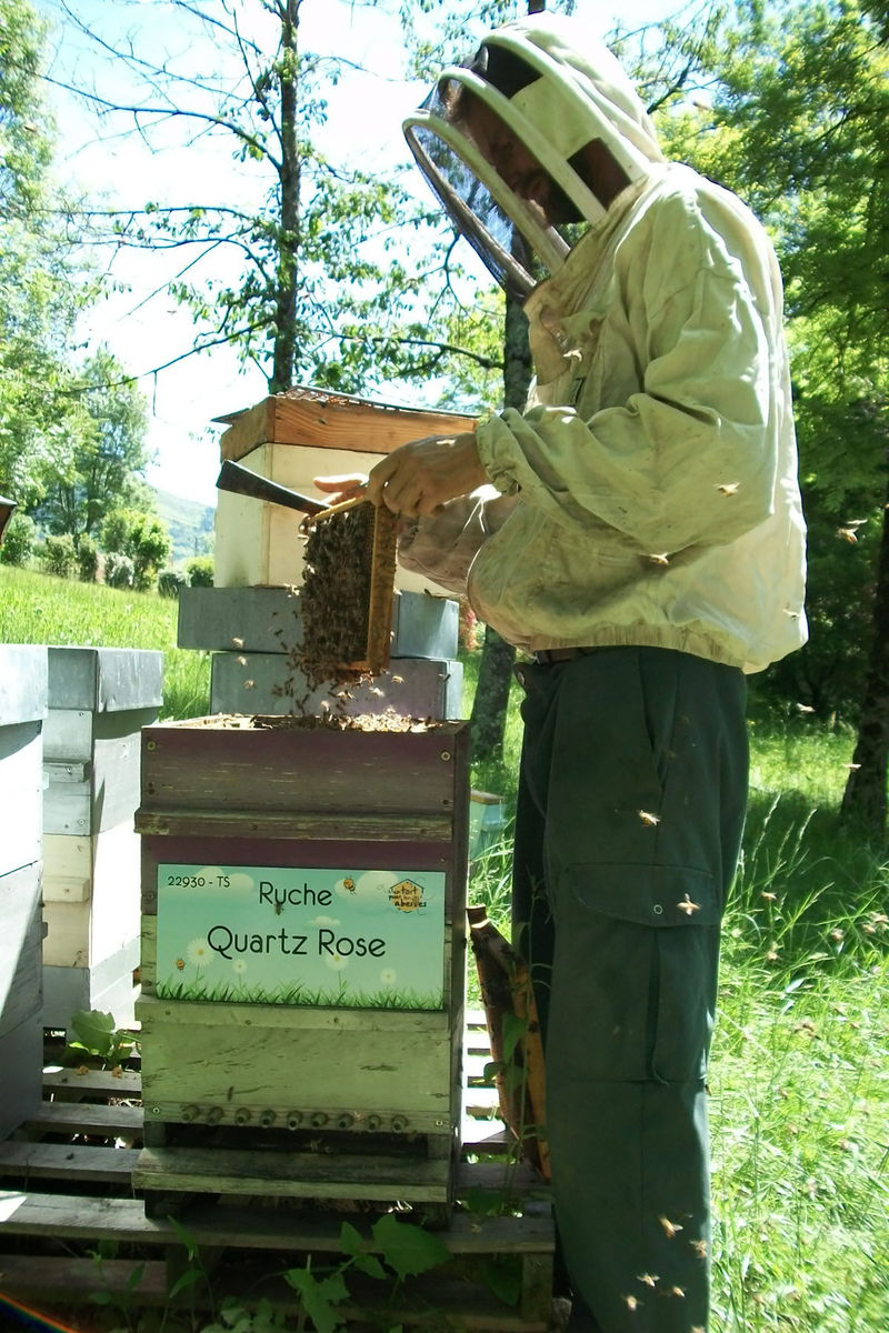 La ruche Quartz Rose
