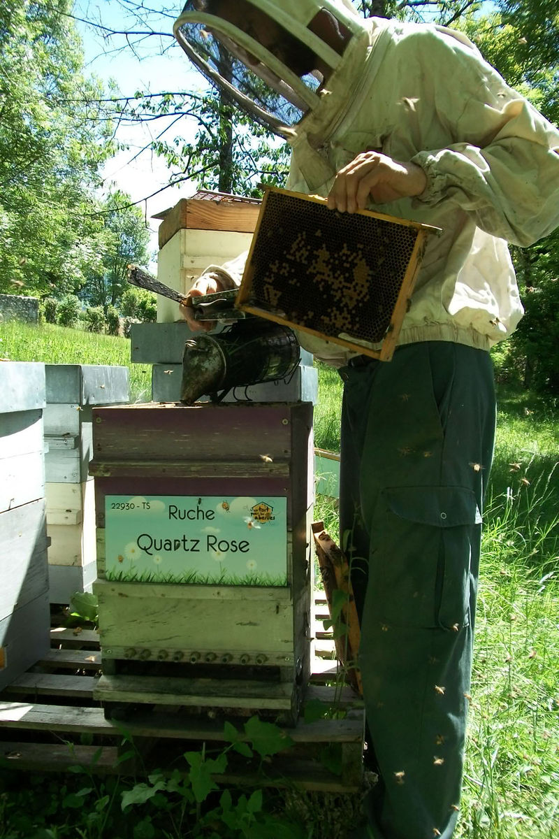 La ruche Quartz Rose