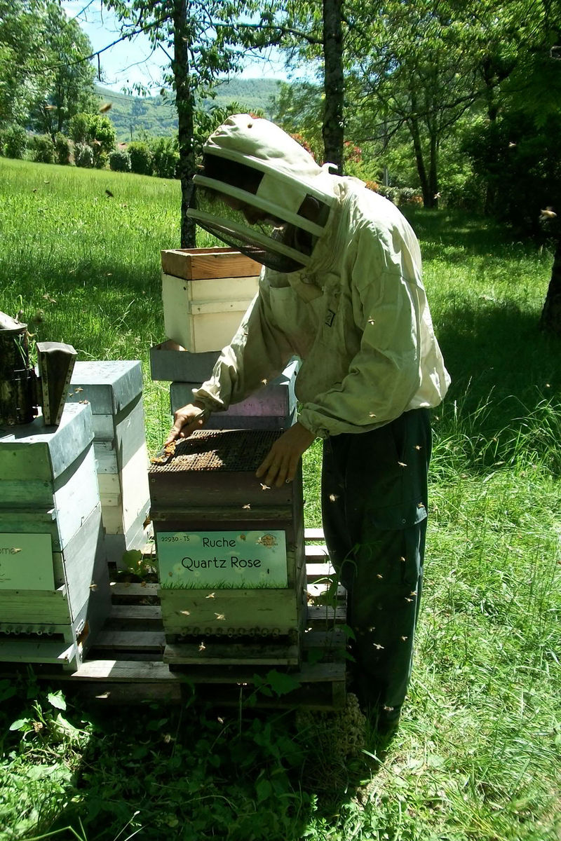 La ruche Quartz Rose