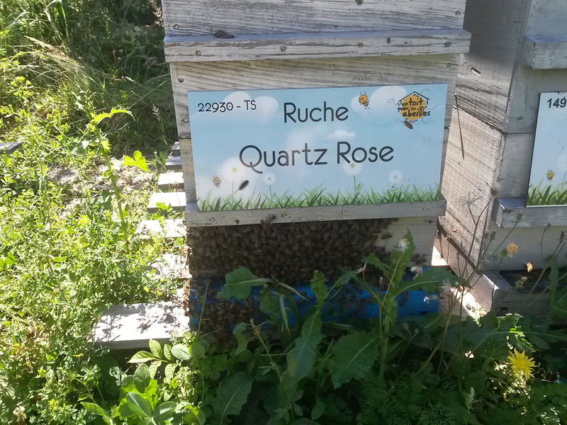 La ruche Quartz Rose