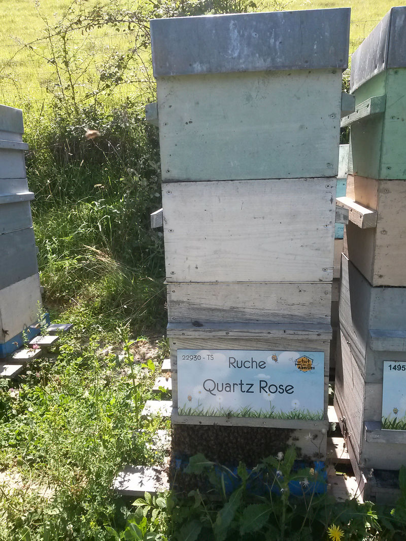La ruche Quartz Rose