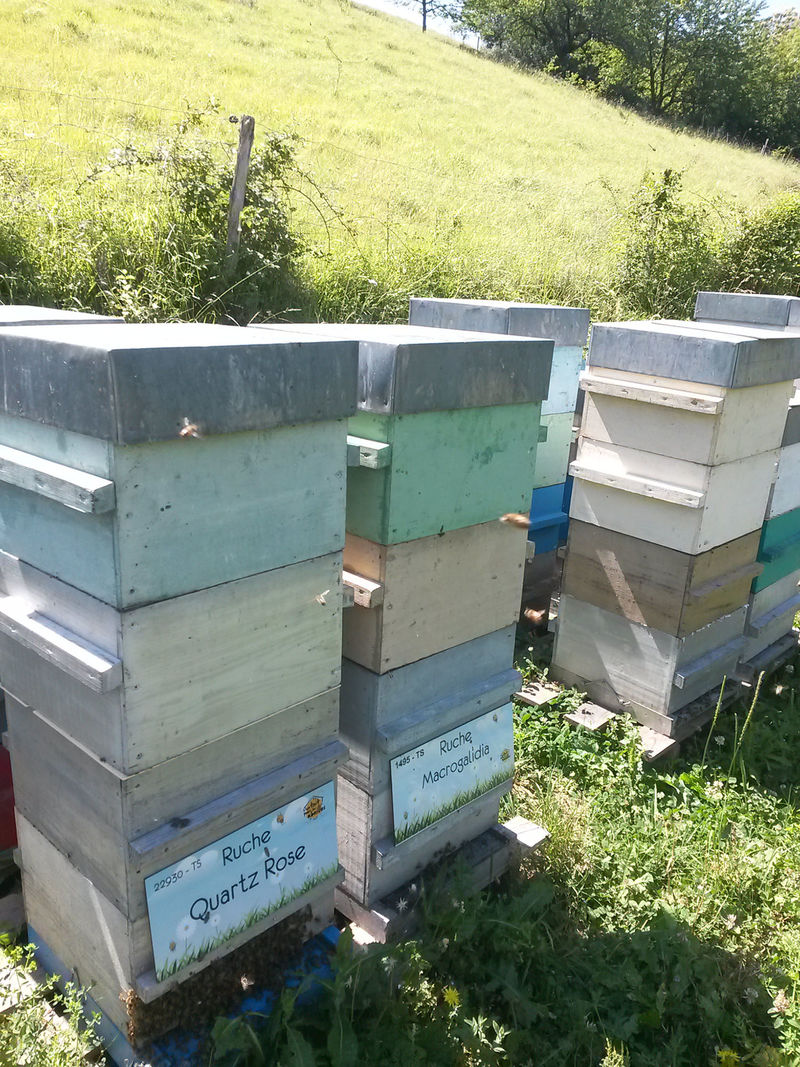 La ruche Quartz Rose