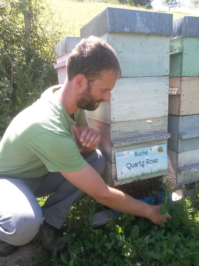 La ruche Quartz Rose