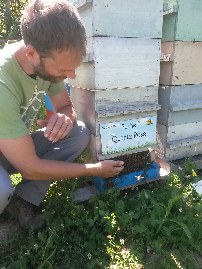 La ruche Quartz Rose