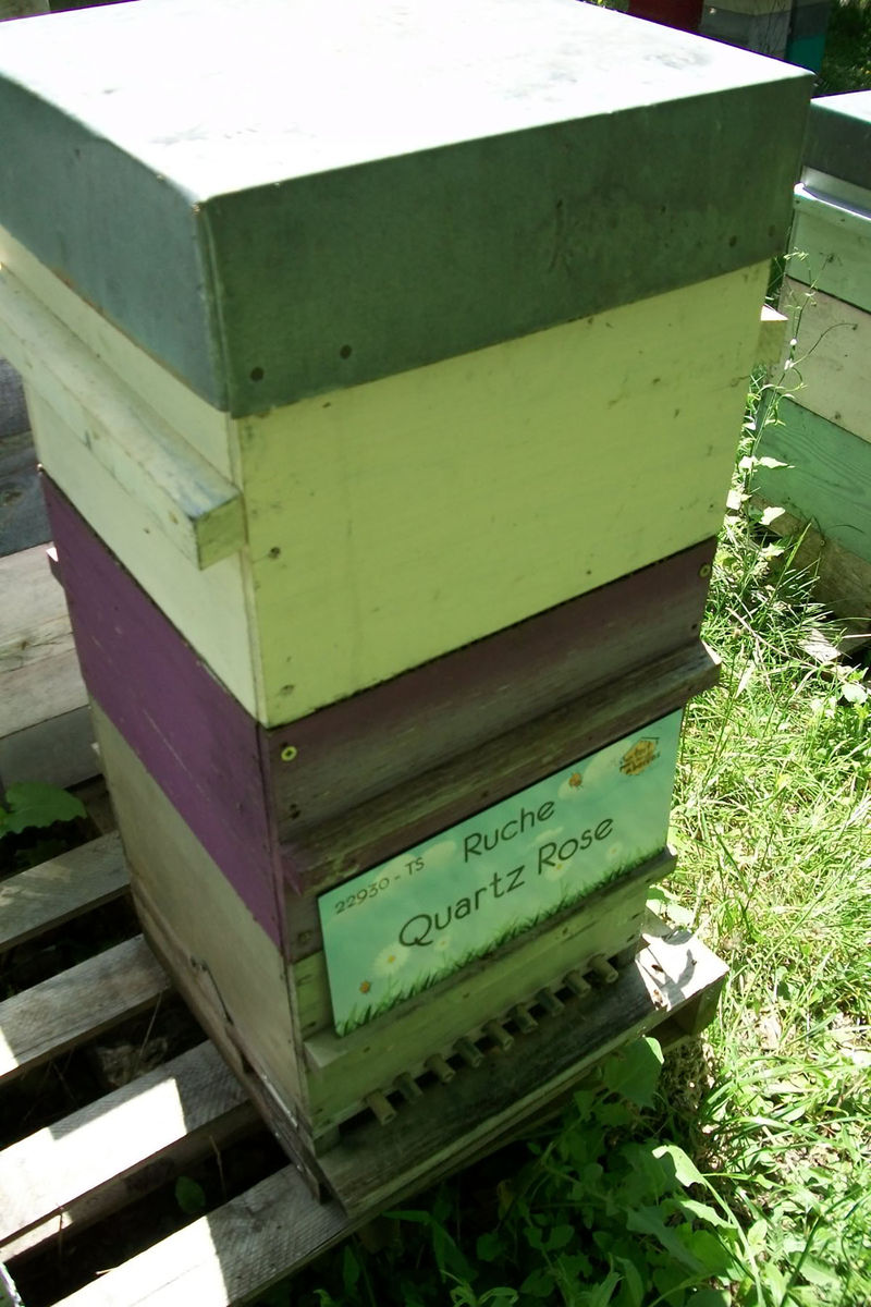 La ruche Quartz Rose