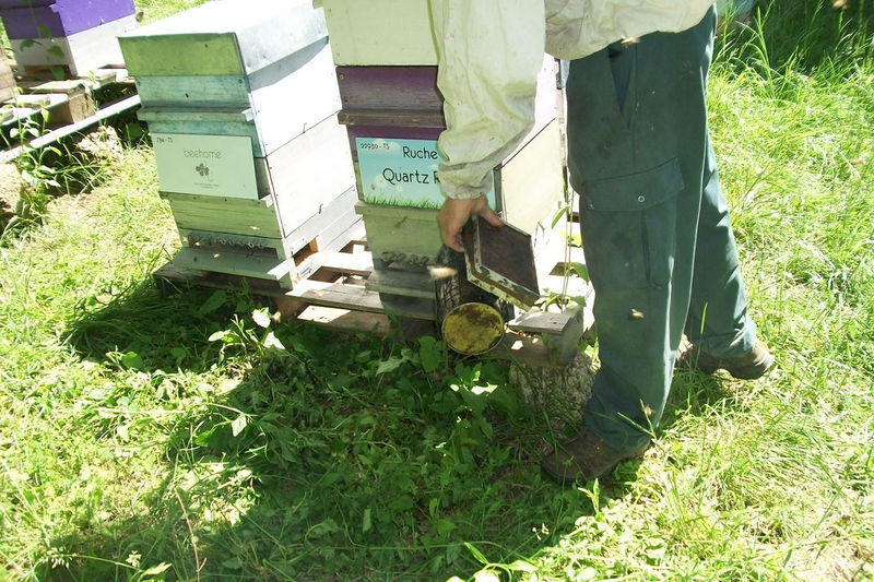 La ruche Quartz Rose