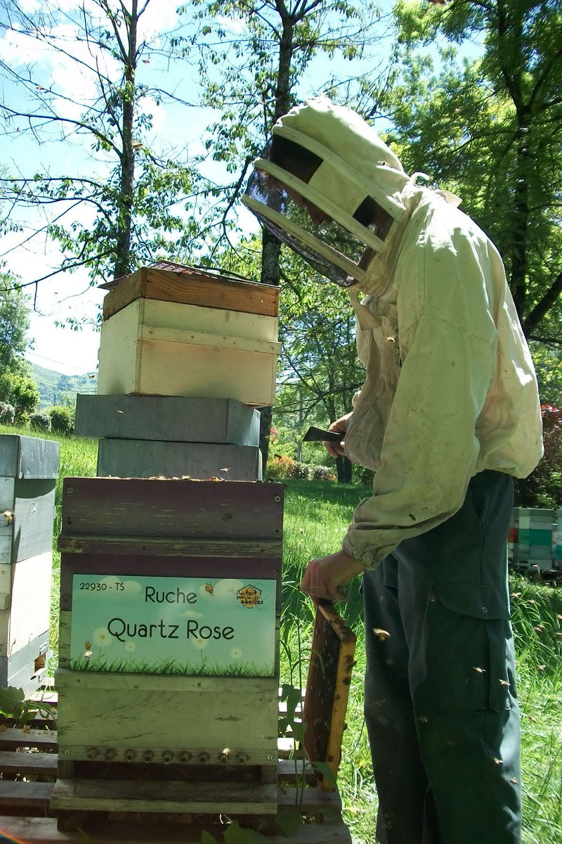 La ruche Quartz Rose