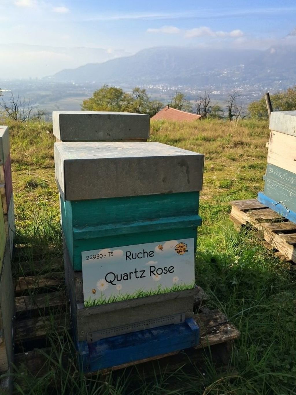 La ruche Quartz Rose