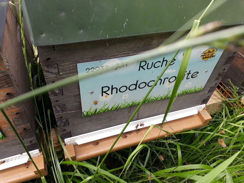 La ruche Rhodochrosite