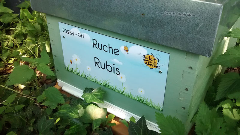 La ruche 