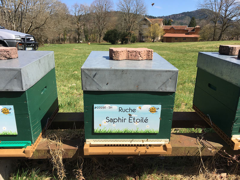 La ruche Saphir Étoilé