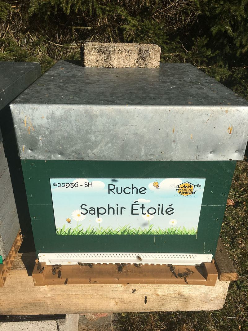 La ruche Saphir Étoilé