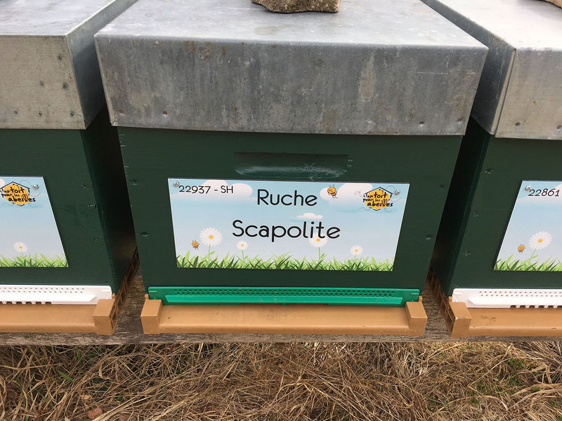 La ruche Scapolite