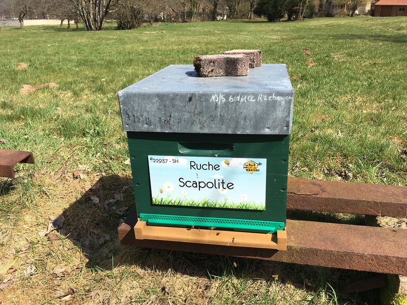 La ruche Scapolite