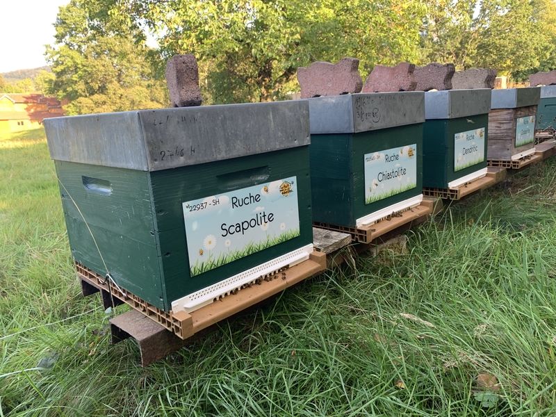 La ruche Scapolite