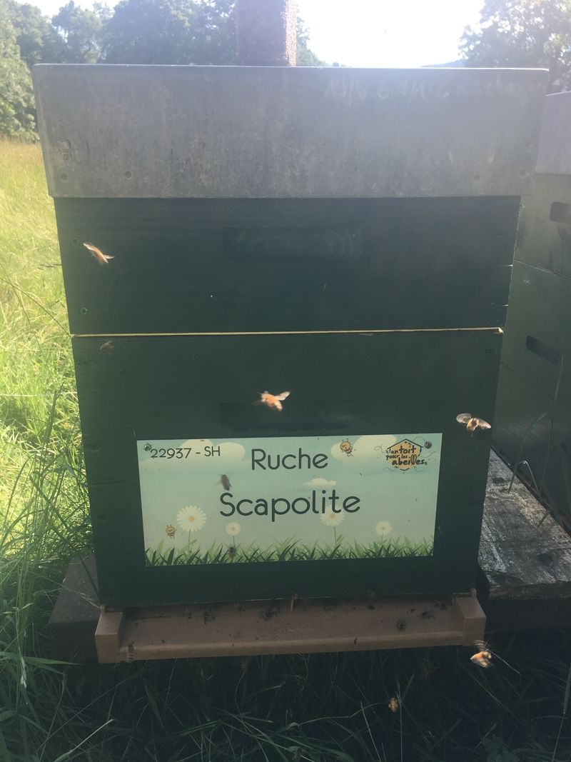 La ruche Scapolite