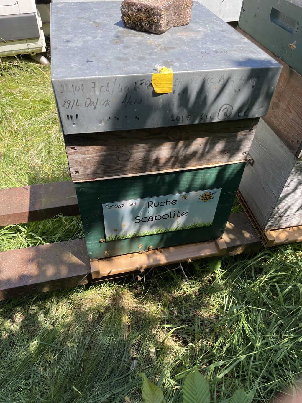 La ruche Scapolite