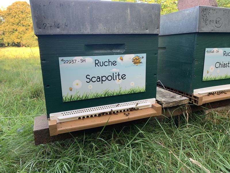 La ruche Scapolite