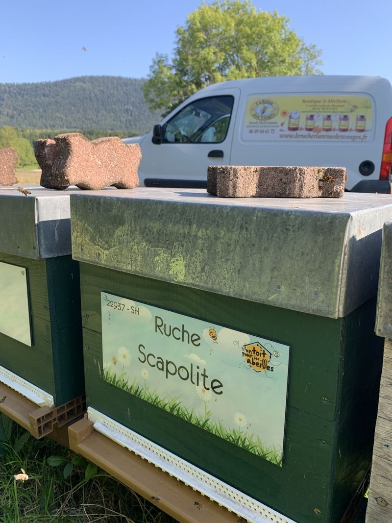 La ruche Scapolite