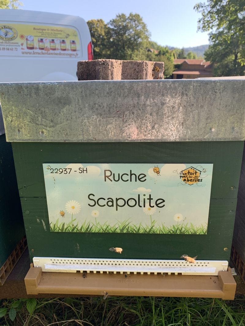 La ruche Scapolite