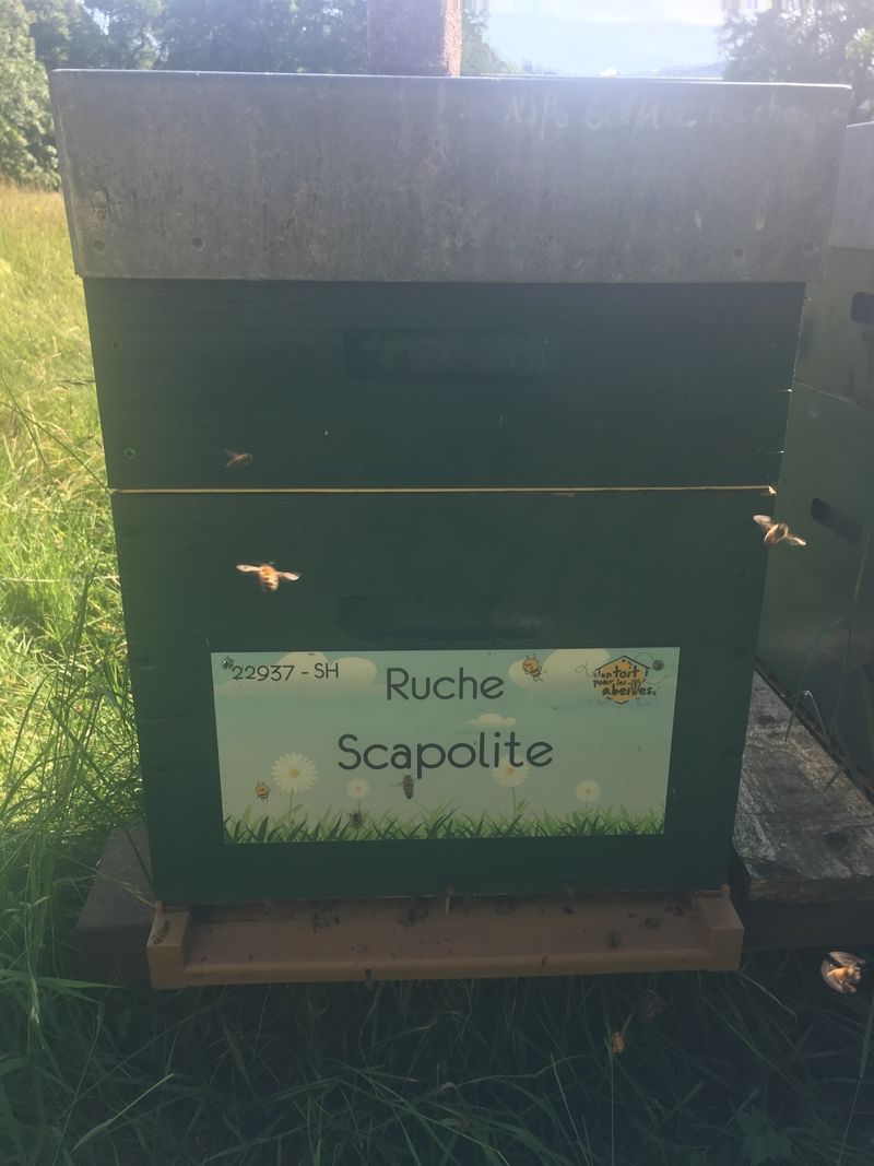 La ruche Scapolite