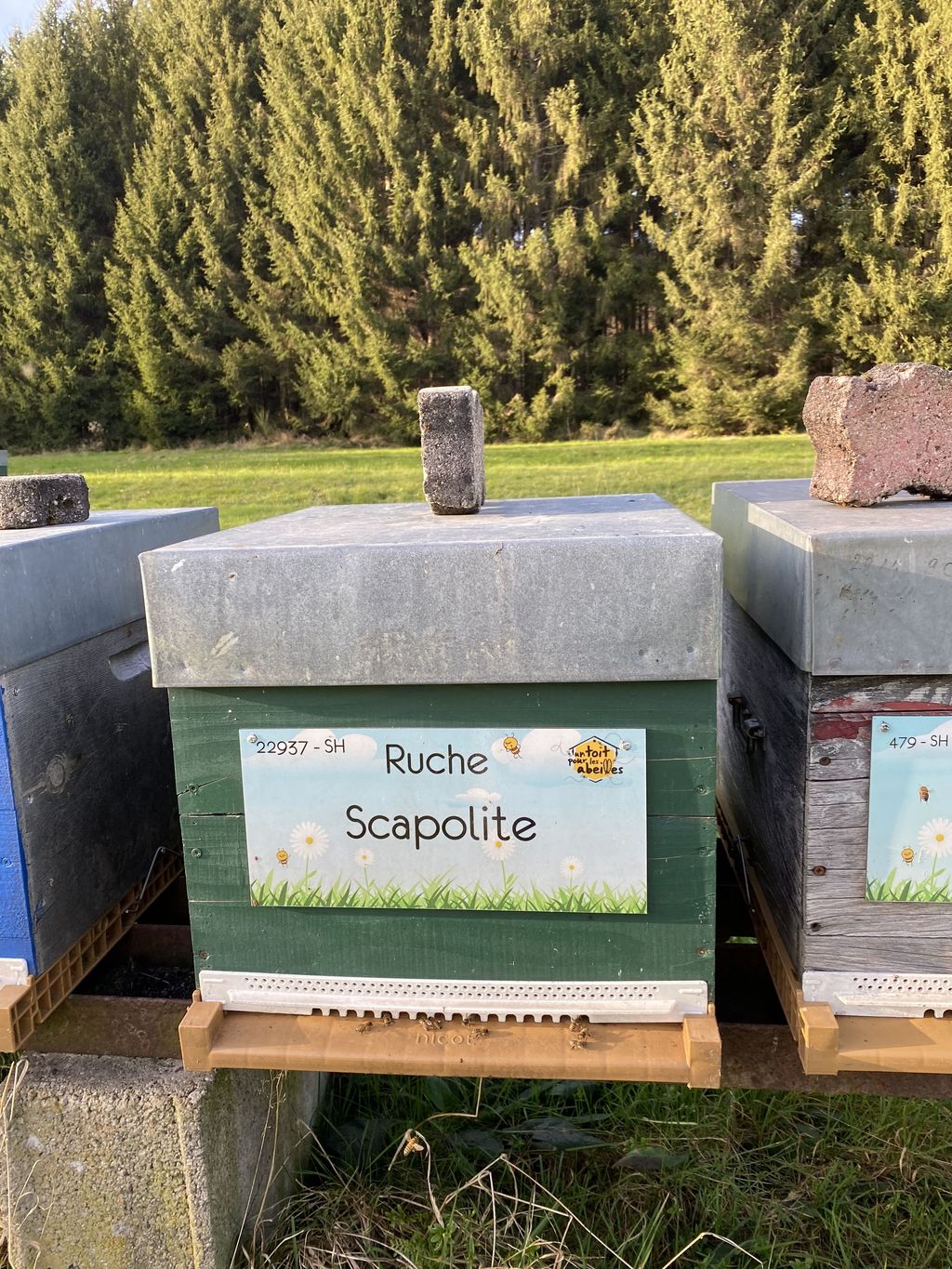 La ruche Scapolite