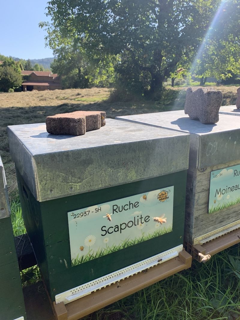 La ruche Scapolite