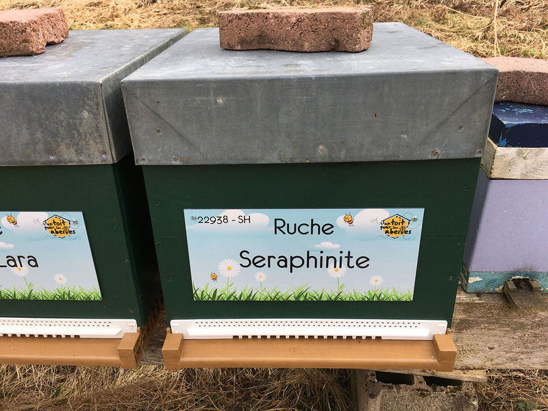 La ruche Seraphinite